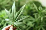 Cannabis y CBD